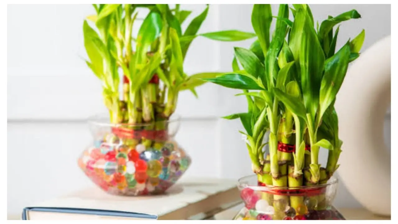 Vastu Tips For Plants